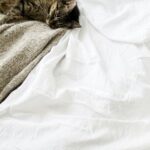 brown tabby cat laying on white textile