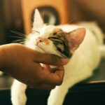 shallow focus photography of white and brown cat